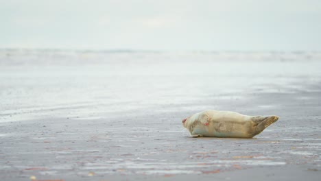 bebé foca del puerto herido tendido de costado en la playa, jadeando de dolor