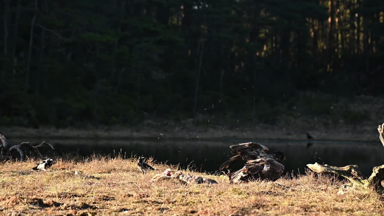 King Eagles clash over animal carcass by lake while hooded crows lurk nearby trying to snatch food scraps.