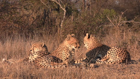 close view of three cheetahs resting in african bushland, golden hour