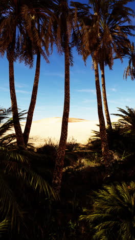 desert oasis with palm trees