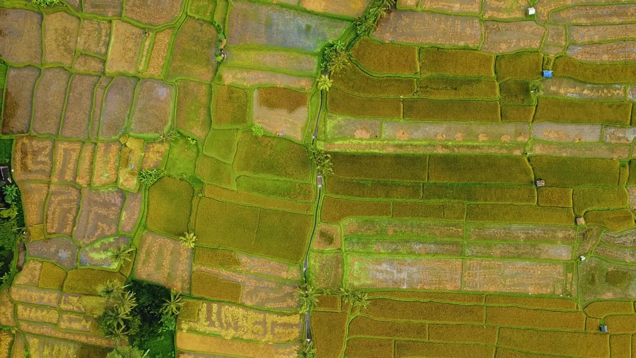 hermosas imágenes cinematográficas de ubud, bali drone con exótica terraza de arroz, pequeñas granjas y plantaciones agroforestales nubladas