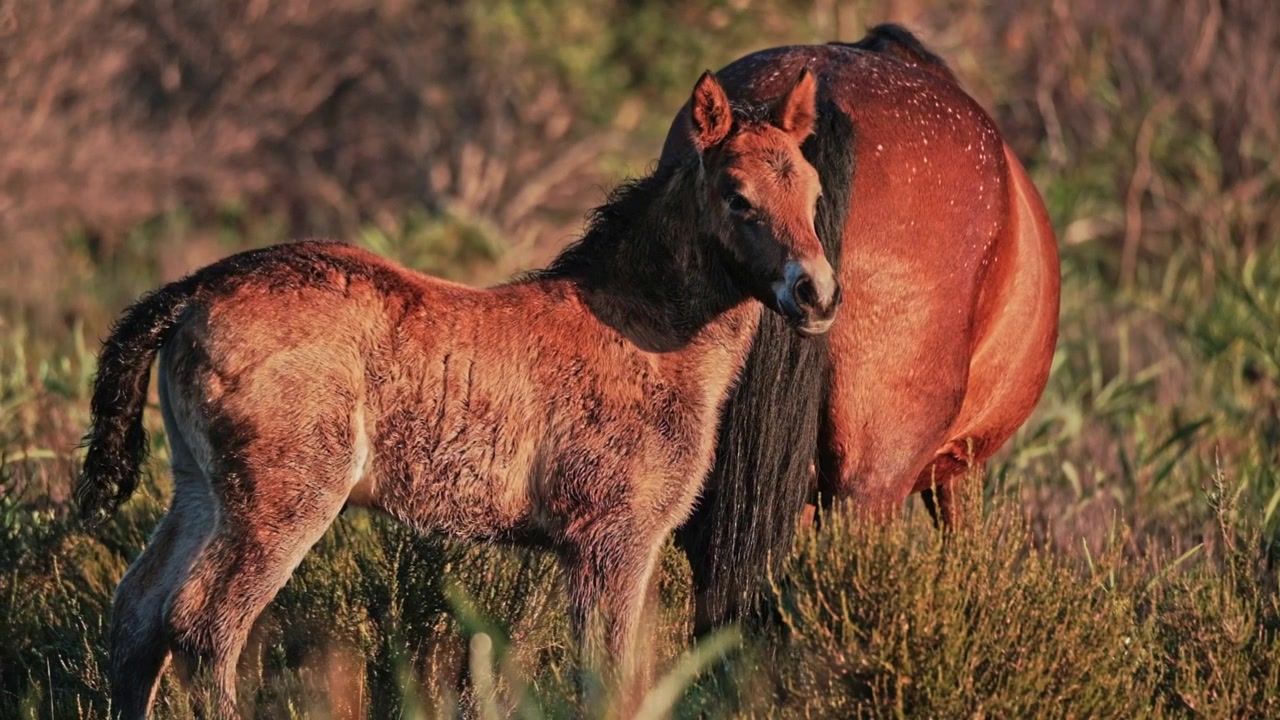 Schattig voskleurig veulen met zijn moeder in een wilde en natuurlijke omgeving