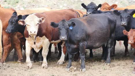 cows standing together with flies swirling around them