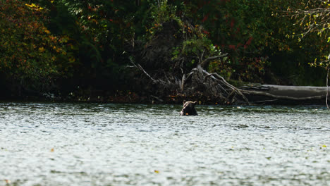 Oso-Grizzly-Flotando-En-El-Río-Comiendo-Salmón-Fresco,-Gran-Selva-Tropical-De-Osos