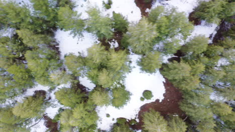 vibrantes copas de árboles verdes y suelo cubierto de nieve, vista aérea de arriba hacia abajo