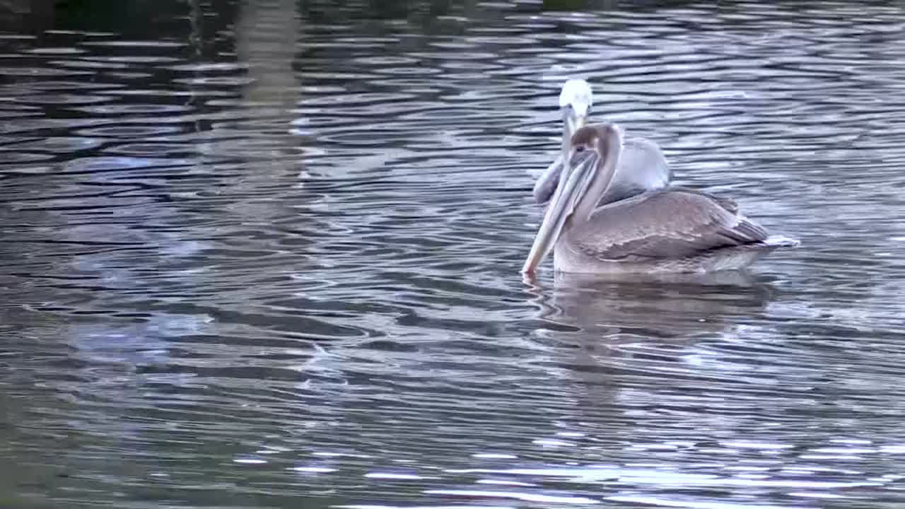 플로리다 운하 에서 수영 하는 펠리칸 들 의 집단