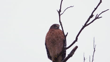 Red-shouldered-hawk-perched-on-a-large,-barren-branch-in-the-pouring-rain