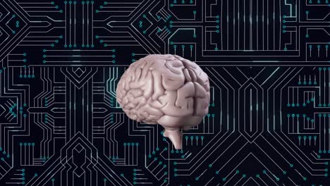 cerebro y circuito digital