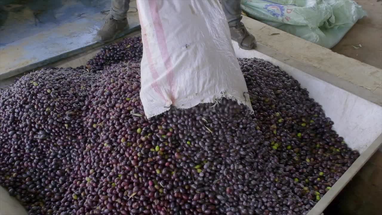 imágenes de aceitunas maduras en la línea de producción de la fábrica de aceite de oliva