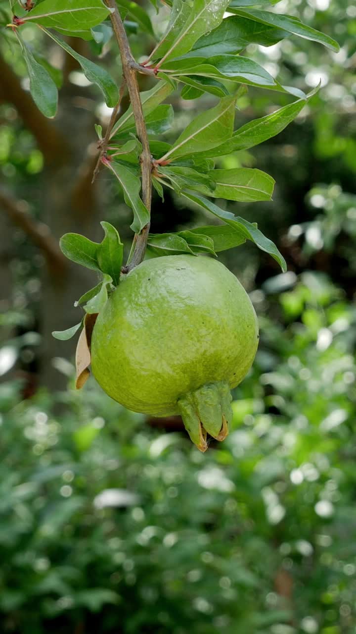 Close-up of a Green Pomegranate