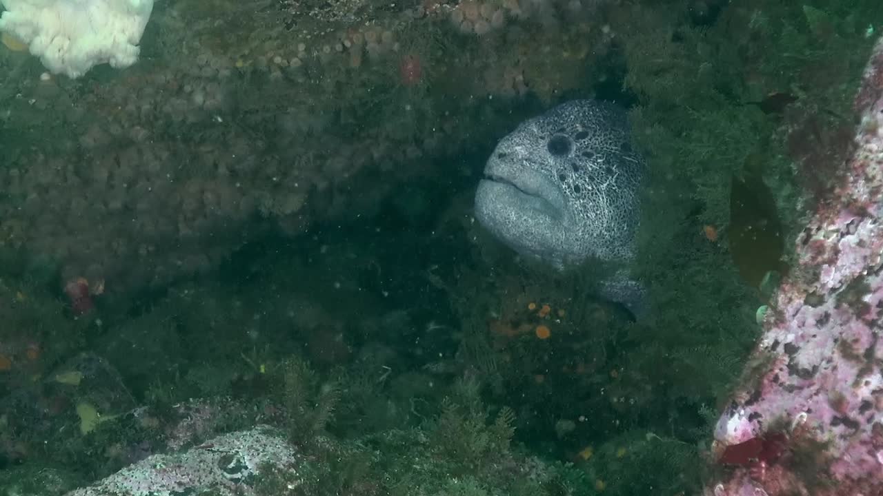 anguila lobo macho echa un vistazo a los buzos