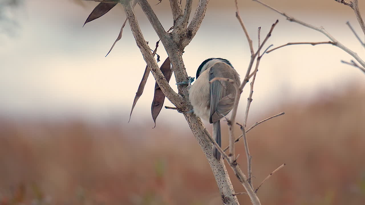 carbonero o cole tit comiendo semillas de vainas secas encaramadas en un árbol al amanecer