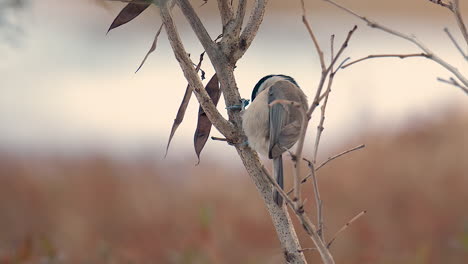 Carbonero-O-Cole-Tit-Comiendo-Semillas-De-Vainas-Secas-Encaramadas-En-Un-árbol-Al-Amanecer