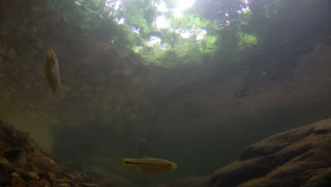 kaeng krachan national park is home to a lot of fantastic wild animals and the streams are life source of fresh water for animals to drink and for fish to swim around