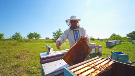 beekeeper in a bee-garden. farmer in protective hat takes out a honeycomb with bees from bee hives to check honey harvest in apiary on a warm summer day.