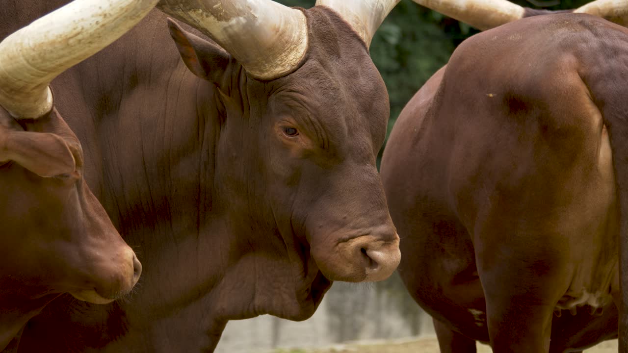 Un gruppo di bovini africani dalle lunghe corna in piedi vicini l'uno all'altro per proteggere i loro piccoli dai predatori.