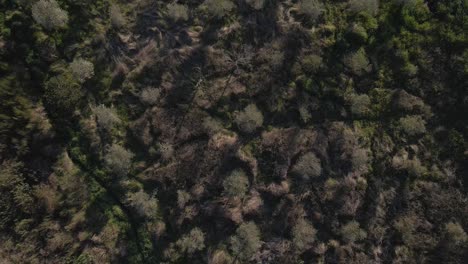 Vista-Aérea-De-4k-De-Una-Plantación-De-Olivos-En-El-Campo-Portugués,-Drone-Avanzando