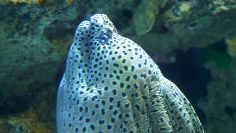 Sterbendes-Aquarium-Von-Barcelona,-Felsboden,-Durch-Das-Glas