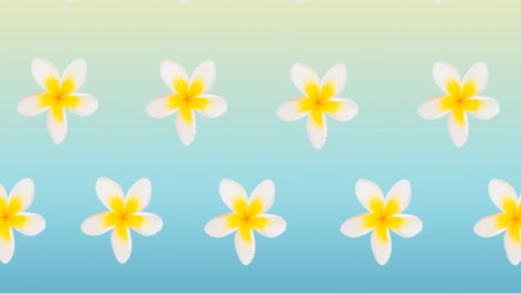 composition of rows of white and yellow flowers moving on blue background