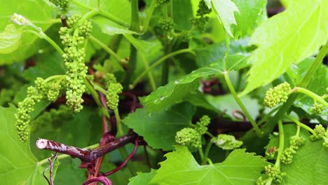 flower buds of grapes