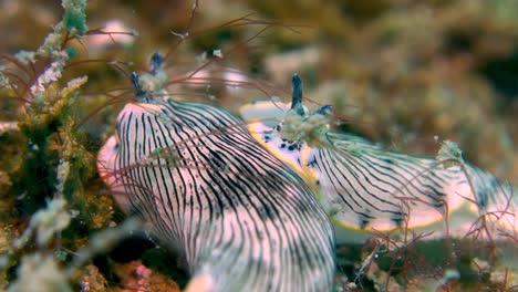 Dermatobranchus-Dendronephthyphagus-Nudibranchs-Interact-Mate-Shallow-Coral-Reef