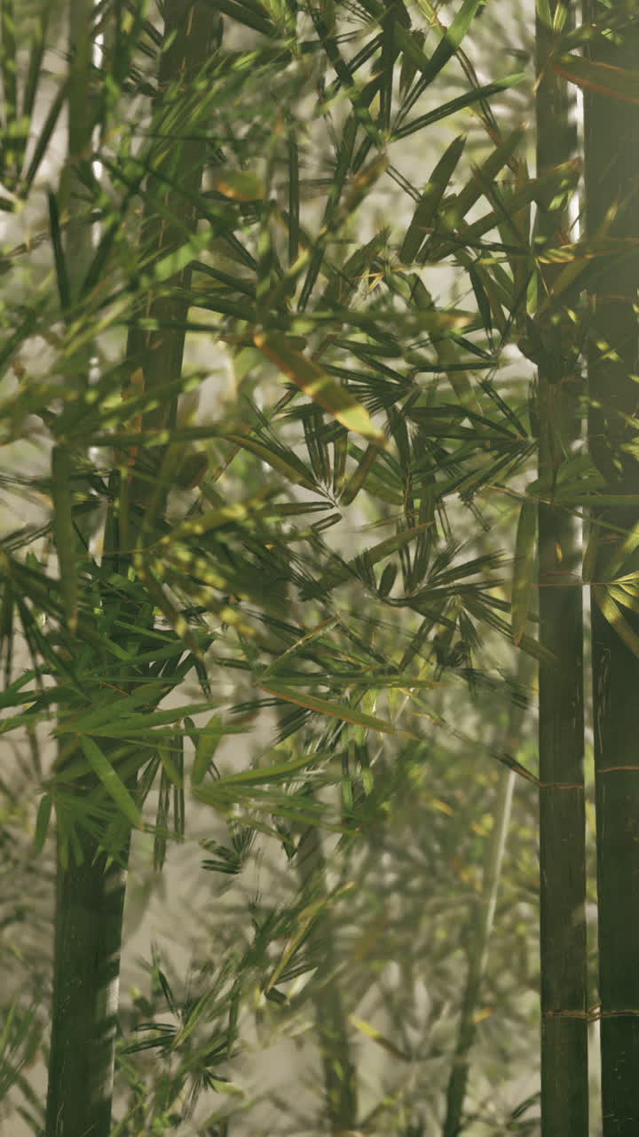 un bosque de bambú con niebla