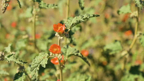 Bright-Orange-Wildflowers-Moving-In-Light-Breeze-On-A-Sunny-Day-In-Arizona,-USA,-closeup-shot