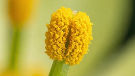 close-up captures of pollen structures showcasing the intricate detail and vibrant coloration, highlighting the essential role of plant reproduction