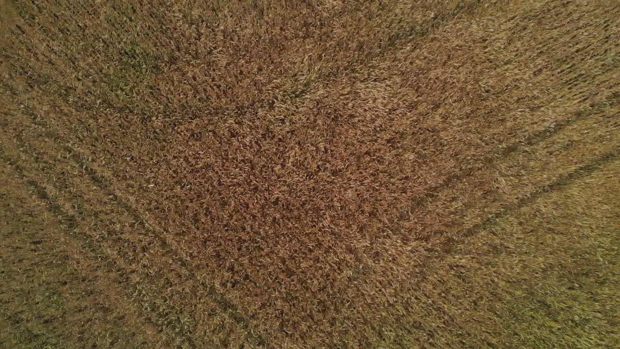 disparo aéreo de campo de grano en el viento