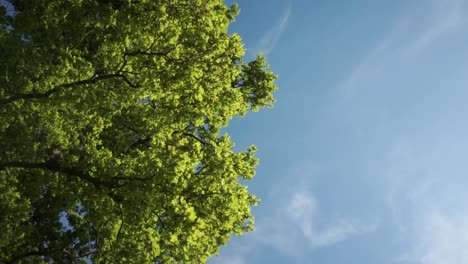 Mirando-Hacia-Un-Dosel-Verde-Brillante-Y-Un-Cielo-Azul-Claro-Con-Nubes-Fingidas