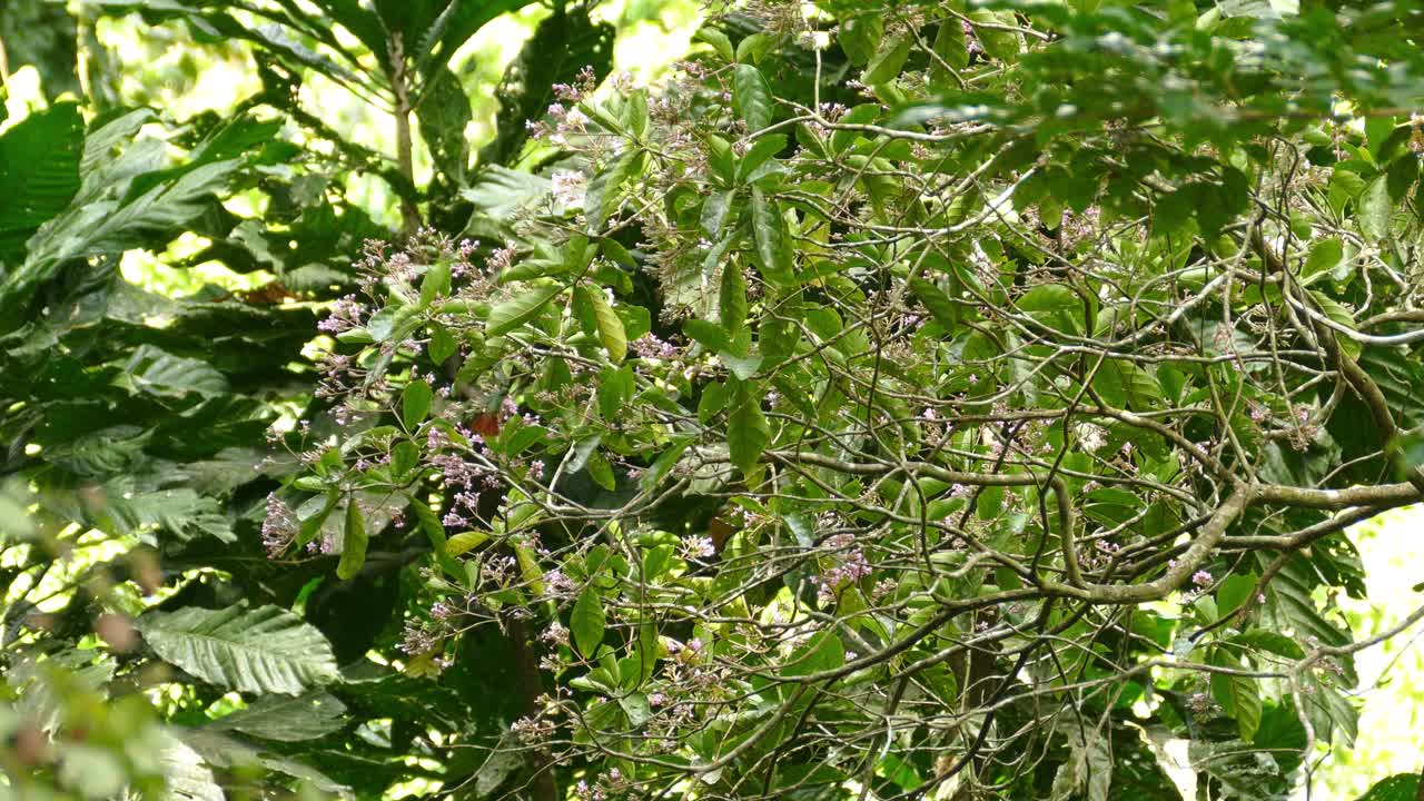 colorido colibrí volando y comiendo néctar de flores en un bosque tropical de panamá