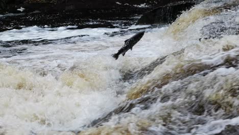 a salmon springs from the surging waters of a scottish river, leaping up a mist-covered waterfall framed by mossy rocks and rugged cliffs. static slow motion