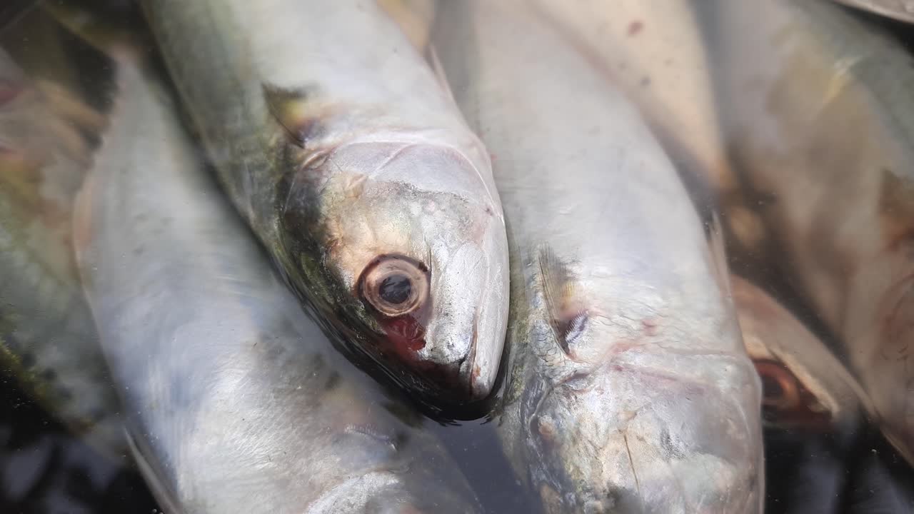 primer plano de pescado fresco en un recipiente con agua