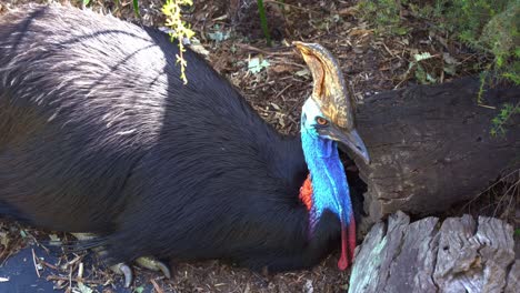 close up shot of a southern cassowary, casuarius casuarius resting and roosting on the ground in the forest environment, staring fiercely at the camera