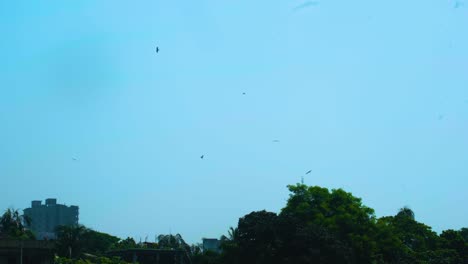 Pájaros-águila-Volando-En-El-Cielo-Azul-En-La-Ciudad-De-Dhaka,-Bangladesh---Tiro-De-ángulo-Bajo