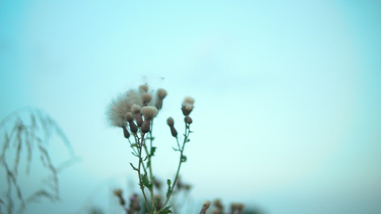 푸른 하늘 배경으로 밀밭 옆에서 꽃이 바람에 흔들리는 모습이에요. 슬로우 모션으로 감상해 보세요.