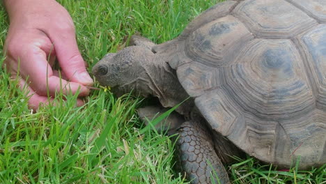 hungry tortoise laying on grass being fed a delicious dandelion