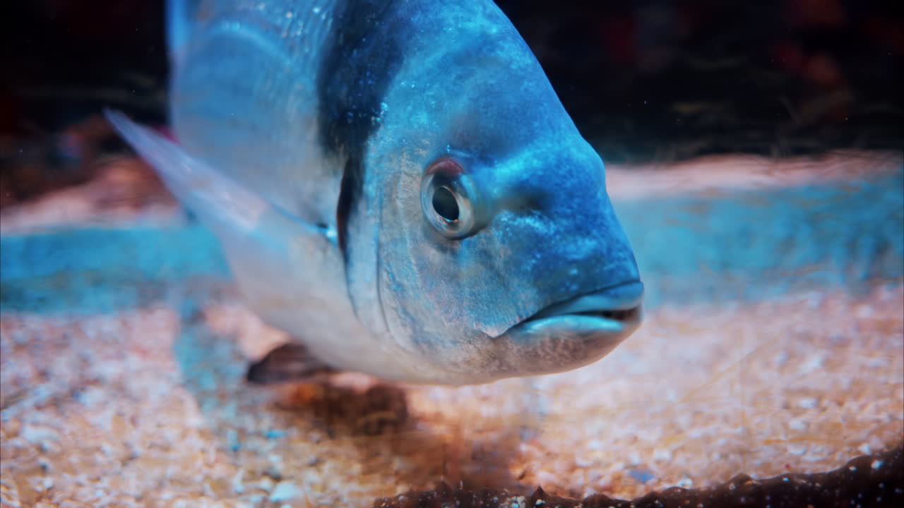 Close up of a Diplodus vulgaris fish swimming near coral reefs