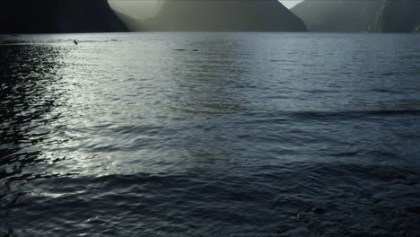 tilting shot of epic milford sound seaside during golden hour