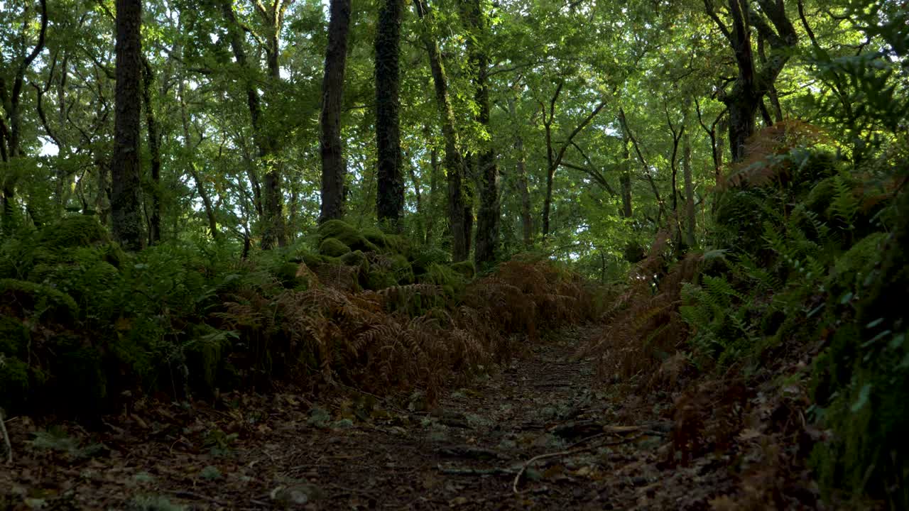 Sentiero nel bosco