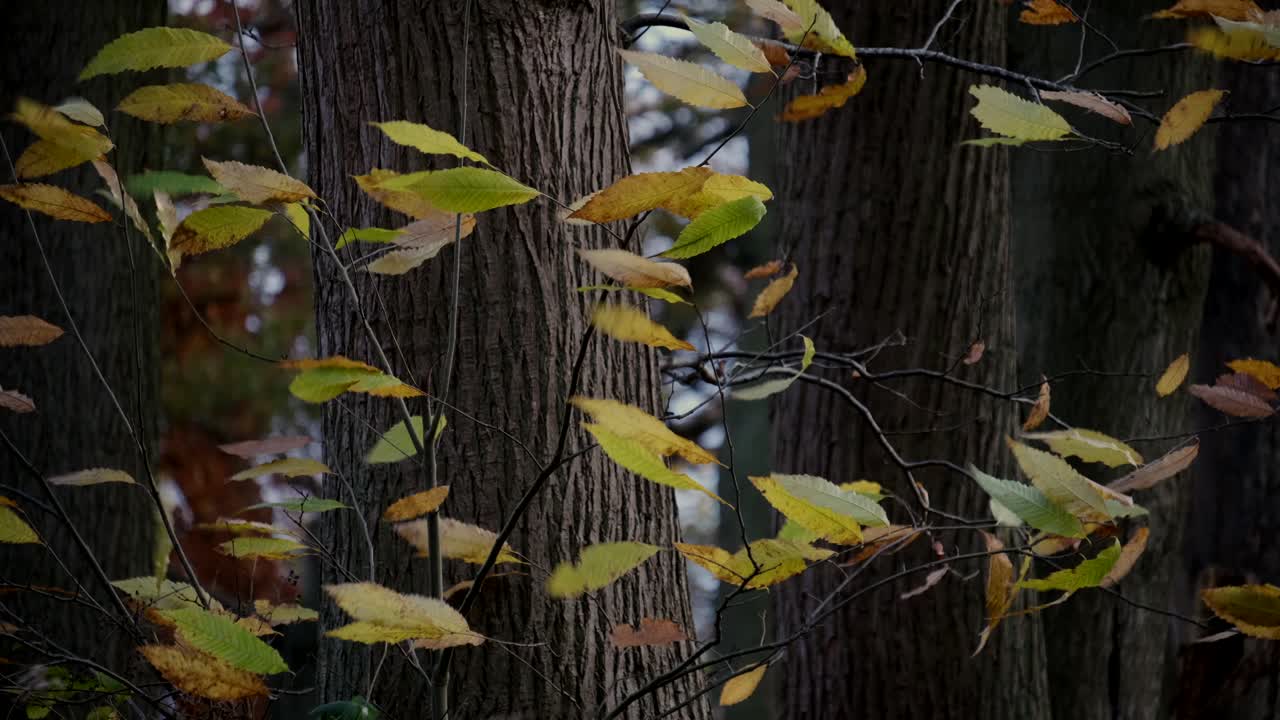 un fuerte viento de invierno que sopla a través de las hojas danzantes en un bosque inglés