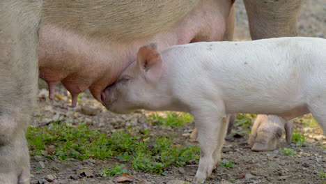 close up shot of cute piglet drinking milk from udder of mother at farm