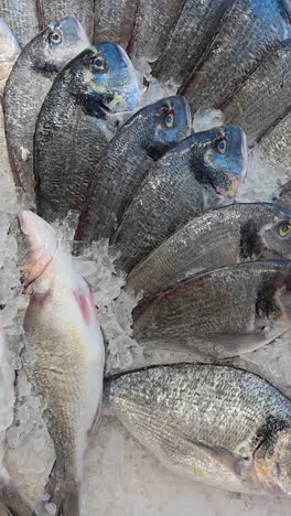 fresh caught seabream fish displayed for sale in a supermarket in dubai, united arab emirates