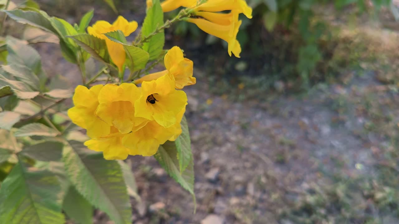 A honeybee (Apis cerana) hovering and entering the bright yellow Tecoma stans flower, collecting nectar in warm sunlight, showcasing natural pollination behavior