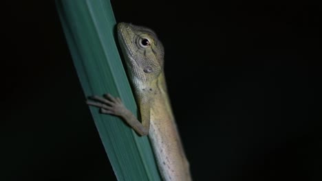 El-Lagarto-De-Jardín-Oriental-También-Se-Llama-Lagarto-De-Jardín-Oriental,-Chupasangre-Y-Lagarto-Cambiable