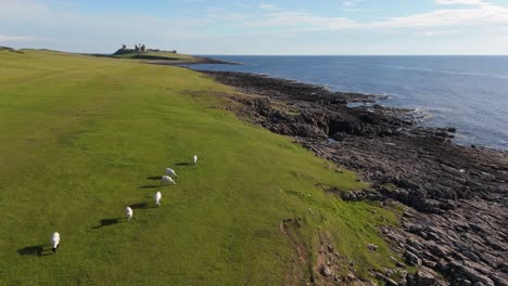 bamburgh castle and northumberland coastline with grazing sheep