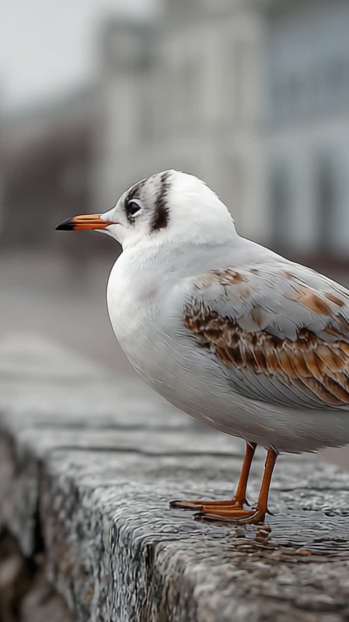 A Serene Moment: Capturing the Stillness of a Seagull Resting by the Water's Edge in a Reflective Atmosphere