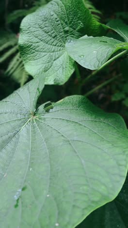 large green leaves in a tropical forest