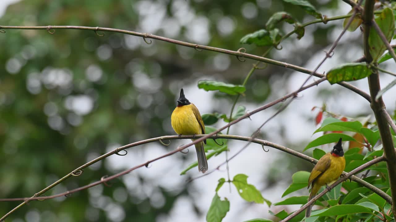 uno encaramado en una vid relajándose mientras el otro en el fondo salta de abajo hacia arriba, bulbul rubigula flaviventris de cresta negra, tailandia