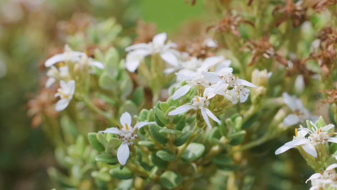 Macro camera slowly pans over white bush flowers with soft natural daylight and shallow focus